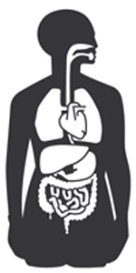 Fig. 1: Clipart gráfico de los órganos del cuerpo humano.